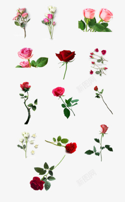 七夕节专用红色玫瑰粉色玫瑰单支多支花素材
