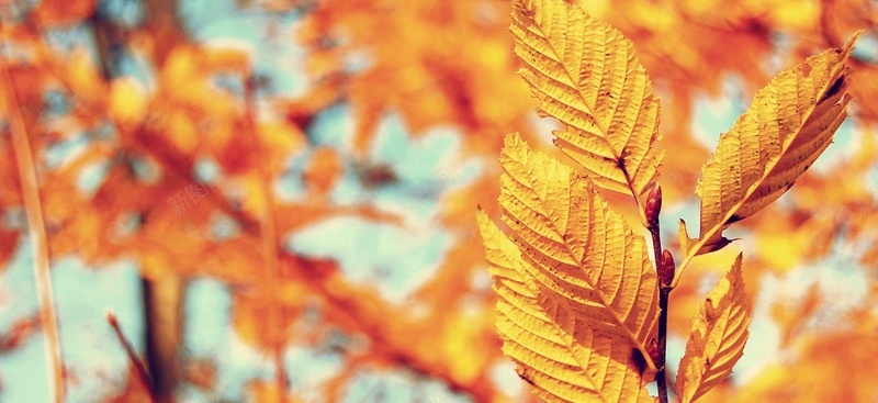 秋冬金黄色树叶唯美背景jpg设计背景_新图网 https://ixintu.com 海报背景 banner 摄影 简约 大气 通用 淘宝海报 背景素材 唯美 背景 开心 风景