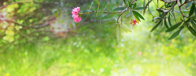 春意jpg设计背景_新图网 https://ixintu.com 春意 花 海报banner 摄影 风景 夹竹桃