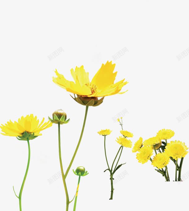 黄色卡通烂漫花朵png免抠素材_新图网 https://ixintu.com 卡通 烂漫 花朵 黄色