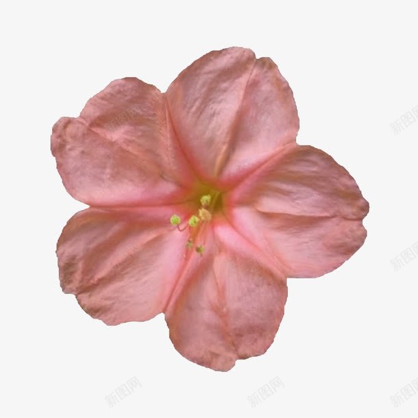 花卉图案鲜花边框png免抠素材_新图网 https://ixintu.com 唯美花卉图片 手绘鲜花图片 抽象花朵 抽象花朵图片 花卉 花束图片 鲜花背景 鲜花背景素材