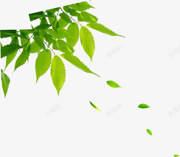 绿色清新日光树叶png免抠素材_新图网 https://ixintu.com 日光 树叶 清新 绿色