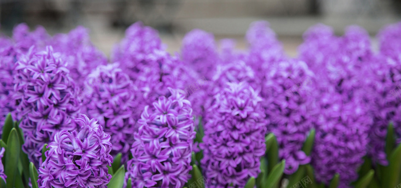 紫色丁香花风信子背景jpg设计背景_新图网 https://ixintu.com 紫色 丁香花 风信子 花海 花朵 植物 淘宝 女装 背景 海报banner 摄影 风景