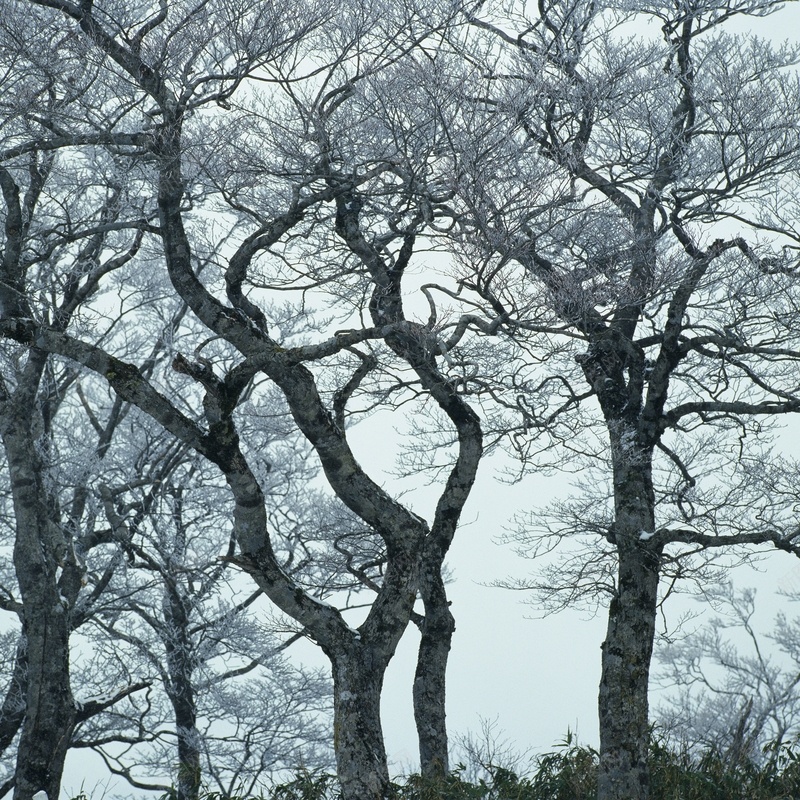 树木倩影jpg设计背景_新图网 https://ixintu.com 自然风光 摄影 风景