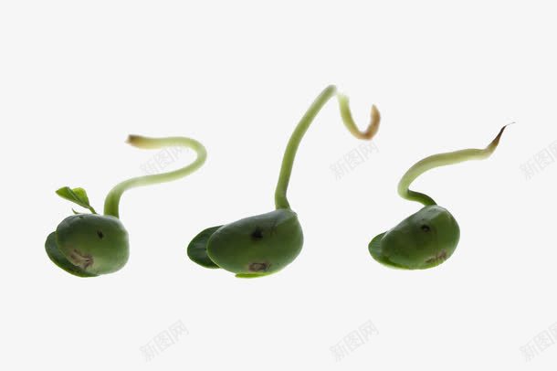绿色豆芽png免抠素材_新图网 https://ixintu.com 发芽 发芽的绿豆 绿色 绿豆芽 蔬菜 豆芽 食材