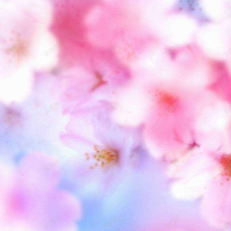 无敌炫彩鲜花jpg设计背景_新图网 https://ixintu.com 枫红色 红色 鲜艳 鲜花 粉红 主图 摄影 风景