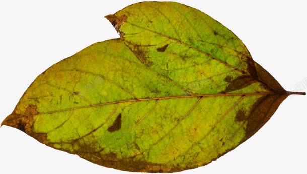 绿叶植物纹理脉络png免抠素材_新图网 https://ixintu.com 植物 纹理 绿叶 脉络