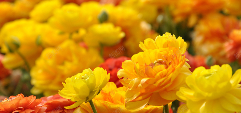 摄影花朵背景jpg设计背景_新图网 https://ixintu.com 摄影 花朵 虚化 黄花 文艺 海报banner 风景