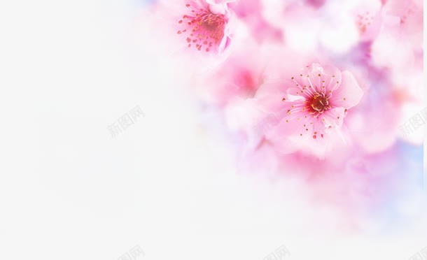 唯美意境粉色花朵png免抠素材_新图网 https://ixintu.com 意境 粉色 花朵
