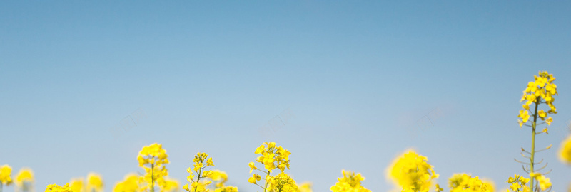 油菜花风景背景图jpg设计背景_新图网 https://ixintu.com 油菜花 风景 小清新 黄色 海报banner 淘宝 摄影