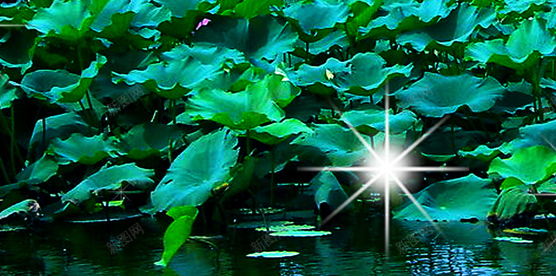 夜晚荷花月光树影背景psd设计背景_新图网 https://ixintu.com H5 h5 夜晚 树影 梦幻 浪漫 荷叶 荷花月亮