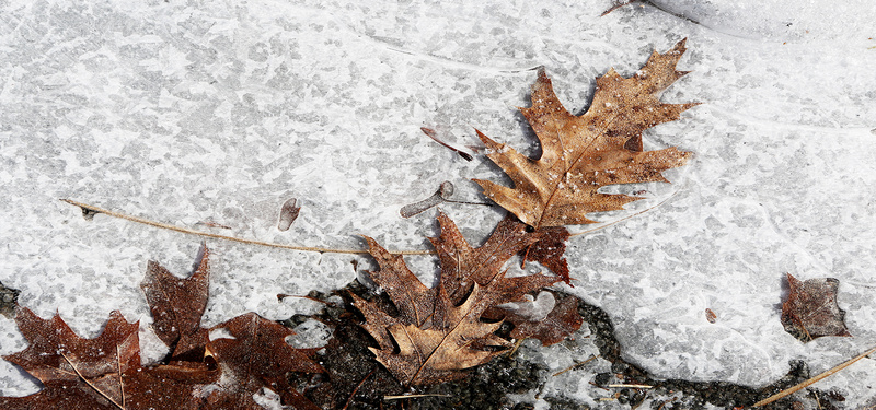 摄影雪地落叶背景jpg设计背景_新图网 https://ixintu.com 摄影 雪地 落叶 冬日 结冰 海报banner 风景