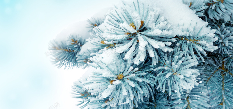 雪松jpg设计背景_新图网 https://ixintu.com 雪松 冰雪 冬天 寒冷 海报banner 摄影 风景