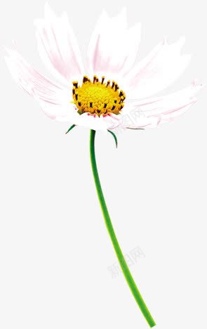 春天粉白色花朵清新装饰png免抠素材_新图网 https://ixintu.com 春天 清新 粉白色 花朵 装饰