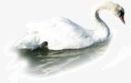 白毛浮绿水png免抠素材_新图网 https://ixintu.com 水面 游水 白毛浮绿水 白色 鹅