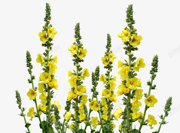 花球花花环蒲公英png免抠素材_新图网 https://ixintu.com 花 花环 花球 蒲公英 蒲公英图