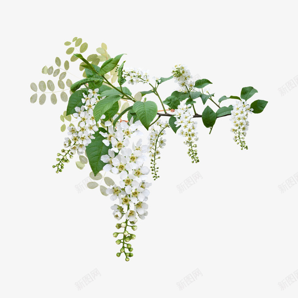 白色花朵串垂落png免抠素材_新图网 https://ixintu.com 串 垂落 白色 花朵