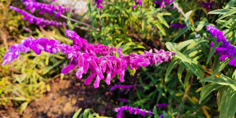 走进自然看到的花jpg设计背景_新图网 https://ixintu.com 紫红色 绿色 花 鼠尾花 鼠尾草