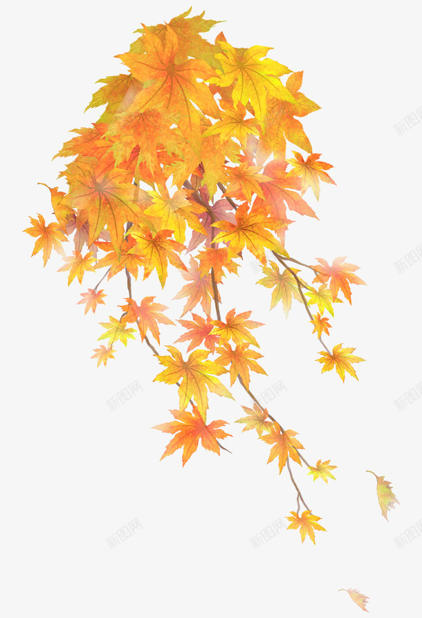 秋天秋季红叶枫叶黄叶png免抠素材_新图网 https://ixintu.com 枫叶 秋天 秋季 红叶 黄叶