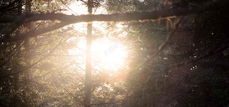 透过森林的阳光jpg设计背景_新图网 https://ixintu.com 摄影 摄影素材 森林 海报banner 温暖 美好 自然风景 阳光 阳光照片 风景