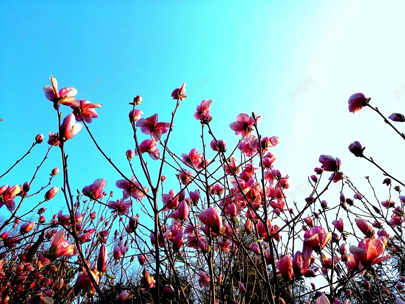 春天玉兰花儿开jpg设计背景_新图网 https://ixintu.com 摄影 春天 玉兰 花儿 风景