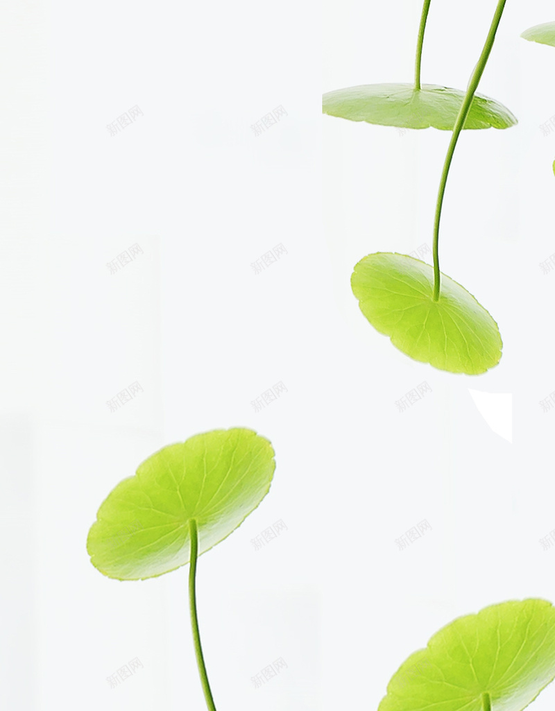 清新荷叶H5背景jpg设计背景_新图网 https://ixintu.com H5 H5背景 h5 小清新 文艺 清新 简约 绿色 荷叶