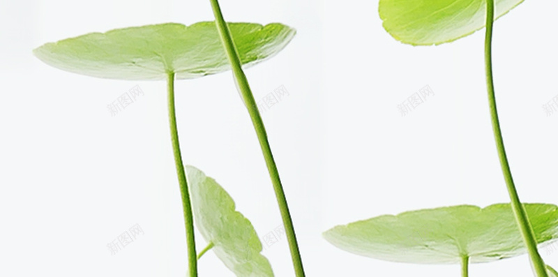 清新荷叶H5背景jpg设计背景_新图网 https://ixintu.com H5 H5背景 h5 小清新 文艺 清新 简约 绿色 荷叶