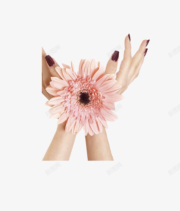 手捧花朵png免抠素材_新图网 https://ixintu.com 小清新 手捧花 淡粉
