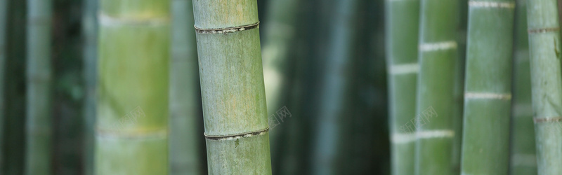 竹林jpg设计背景_新图网 https://ixintu.com 竹子 竹林 绿色 海报banner 摄影 风景