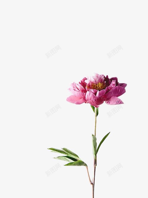 向上开放的粉色花朵png免抠素材_新图网 https://ixintu.com 向上 开放 粉色 花朵
