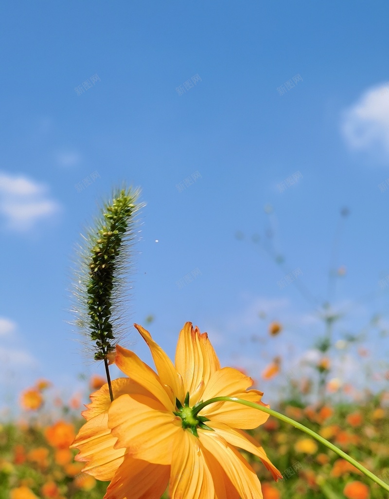 初秋格桑花语2jpg设计背景_新图网 https://ixintu.com 初秋印象 幸福 格桑花 美好时光
