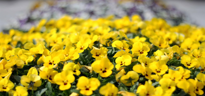 黄色小花jpg设计背景_新图网 https://ixintu.com 黄色小花 植物摄影 黄色花瓣 海报banner 摄影 风景
