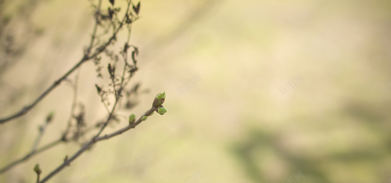 春天树枝背景jpg设计背景_新图网 https://ixintu.com 春天 绿色 自然 萌芽 海报banner 摄影 风景