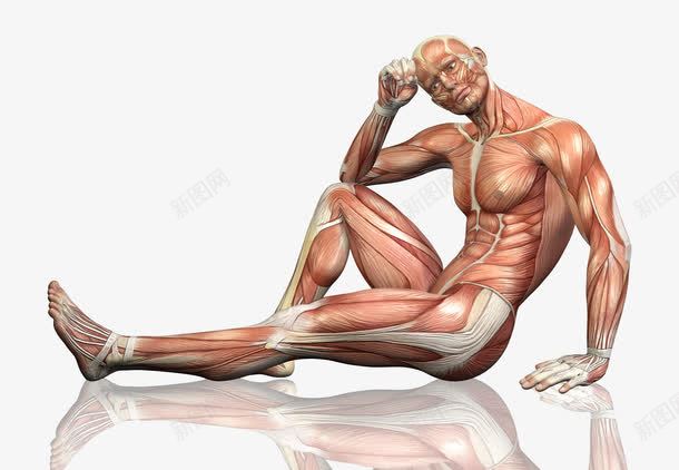 男性身体png免抠素材_新图网 https://ixintu.com 医学 思考 肌肉 身体