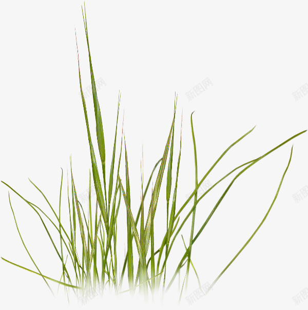 小草花草手绘植物png免抠素材_新图网 https://ixintu.com 小草 手绘 植物 生命奇迹 芒草 花草 鲜嫩的小草