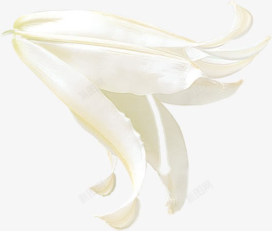 海报白色植物花朵png免抠素材_新图网 https://ixintu.com 植物 海报 白色 花朵 设计