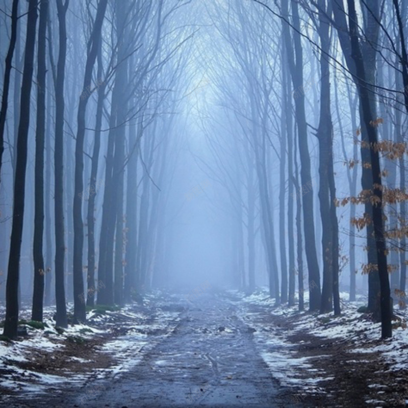 奇幻森林背景jpg设计背景_新图网 https://ixintu.com 奇幻 冬季 森林 风景 忧郁 主图 摄影