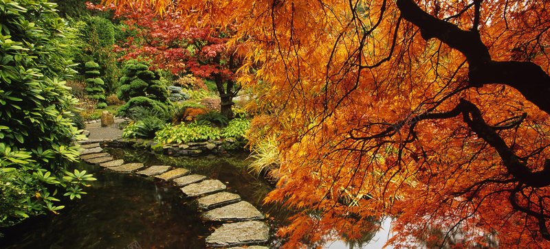 秋冬小路红树林唯美背景jpg设计背景_新图网 https://ixintu.com 海报背景 banner 摄影 简约 大气 通用 淘宝海报 背景素材 唯美 背景 开心 风景