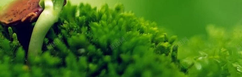 绿色植物H5背景jpg设计背景_新图网 https://ixintu.com H5背景 小清新 文艺 植物 简约 简约生命力 绿色