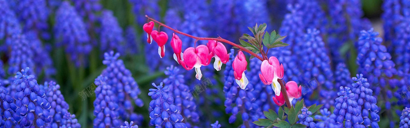唯美紫色花朵背景jpg设计背景_新图网 https://ixintu.com 花 紫色 海报banner 摄影 风景