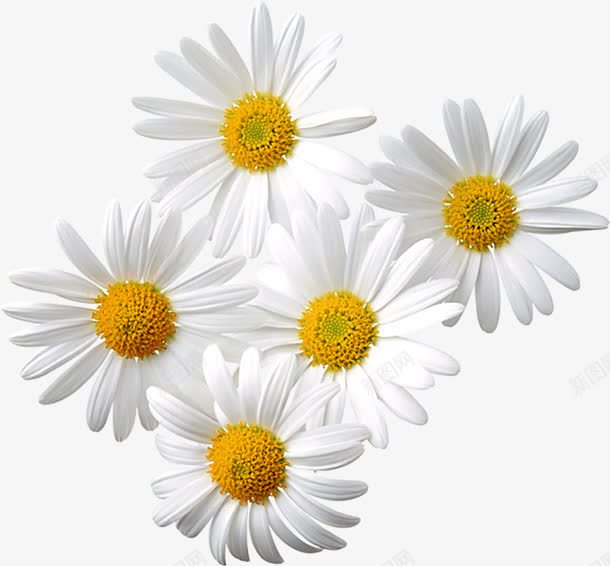 黄蕊白色花瓣海报png免抠素材_新图网 https://ixintu.com 海报 白色 花瓣