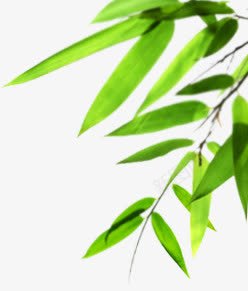 翠绿竹叶夏日png免抠素材_新图网 https://ixintu.com 夏日 竹叶 翠绿