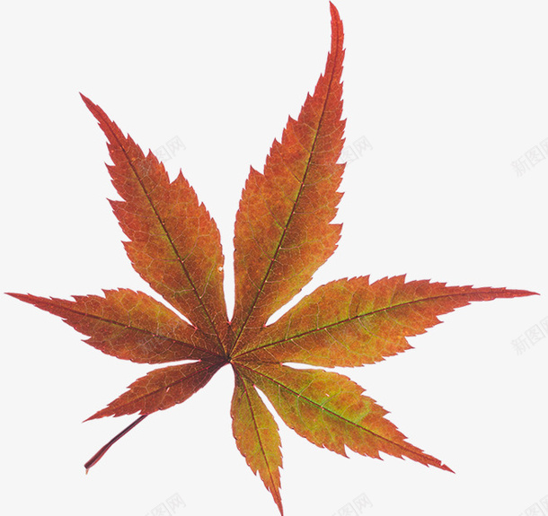 秋天立秋的叶子png免抠素材_新图网 https://ixintu.com 枫叶 秋天 立秋 落叶