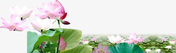 清新简约的池塘荷花png免抠素材_新图网 https://ixintu.com 池塘 清新 简约的 素材 荷花
