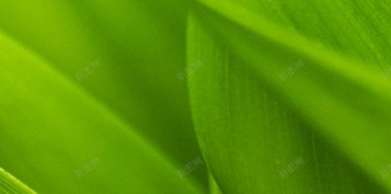 那一抹新绿高清H5背景jpg设计背景_新图网 https://ixintu.com 绿色 植物 风景 摄影 小清新 H5 h5