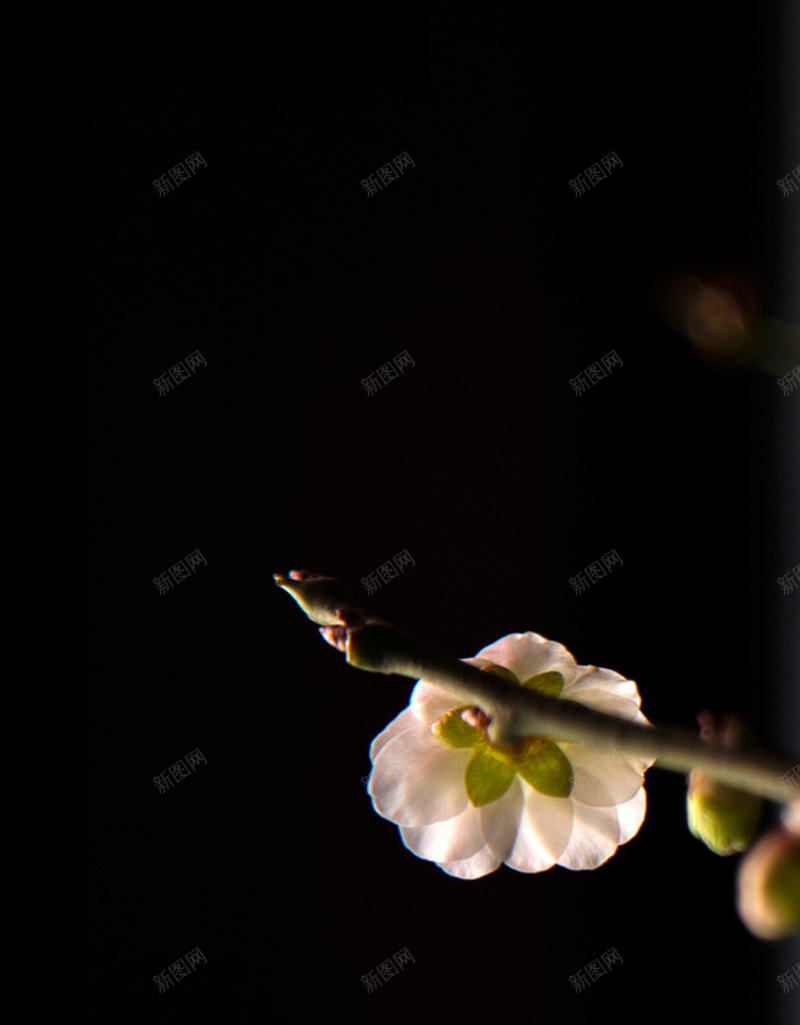 简约桃花H5背景jpg设计背景_新图网 https://ixintu.com H5 H5背景素材 小清新 文艺 桃花 简约 花 花朵 黑色背景