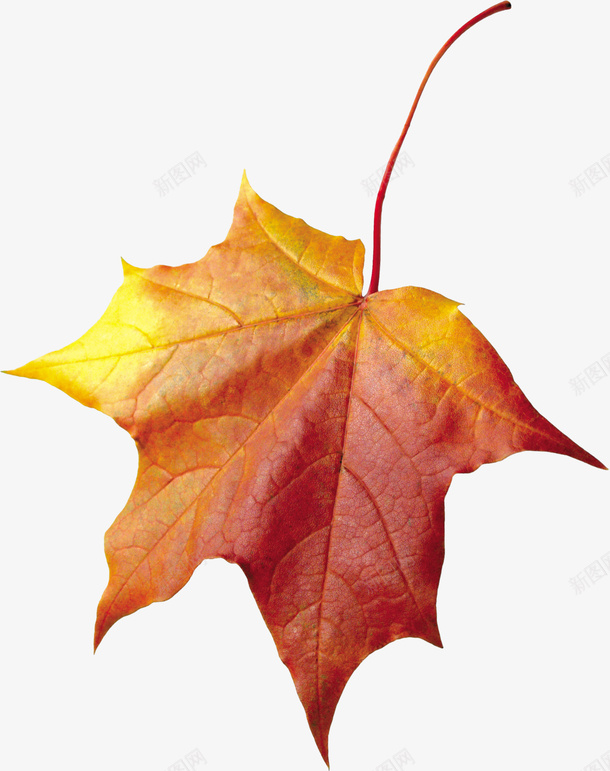 秋天的树叶8png免抠素材_新图网 https://ixintu.com 叶子 季节 枯叶 树叶