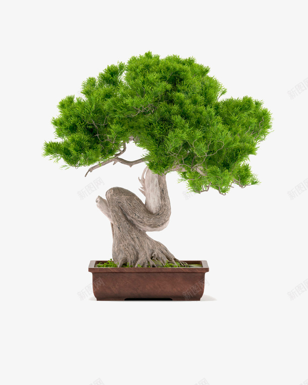 盆景png免抠素材_新图网 https://ixintu.com PNG 景观树 盆景 素材
