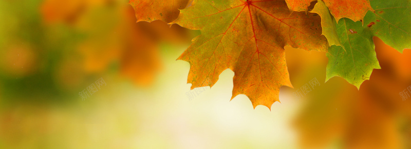 摄影秋天的枫叶背景jpg设计背景_新图网 https://ixintu.com 秋天 枫叶 背景 海报banner 摄影 摄影背景虚化 风景
