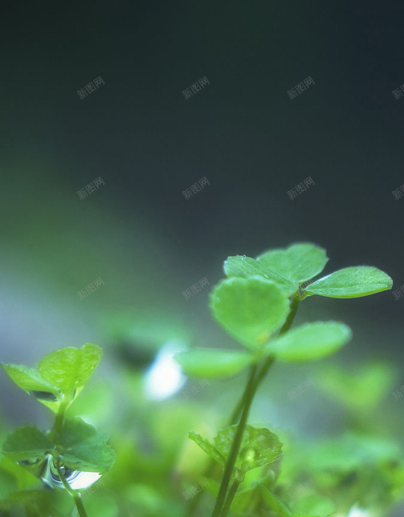 绿色春意生命盎然背景jpg设计背景_新图网 https://ixintu.com 绿色 春意 生命 盎然 背景 摄影 风景